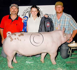 York Gilts